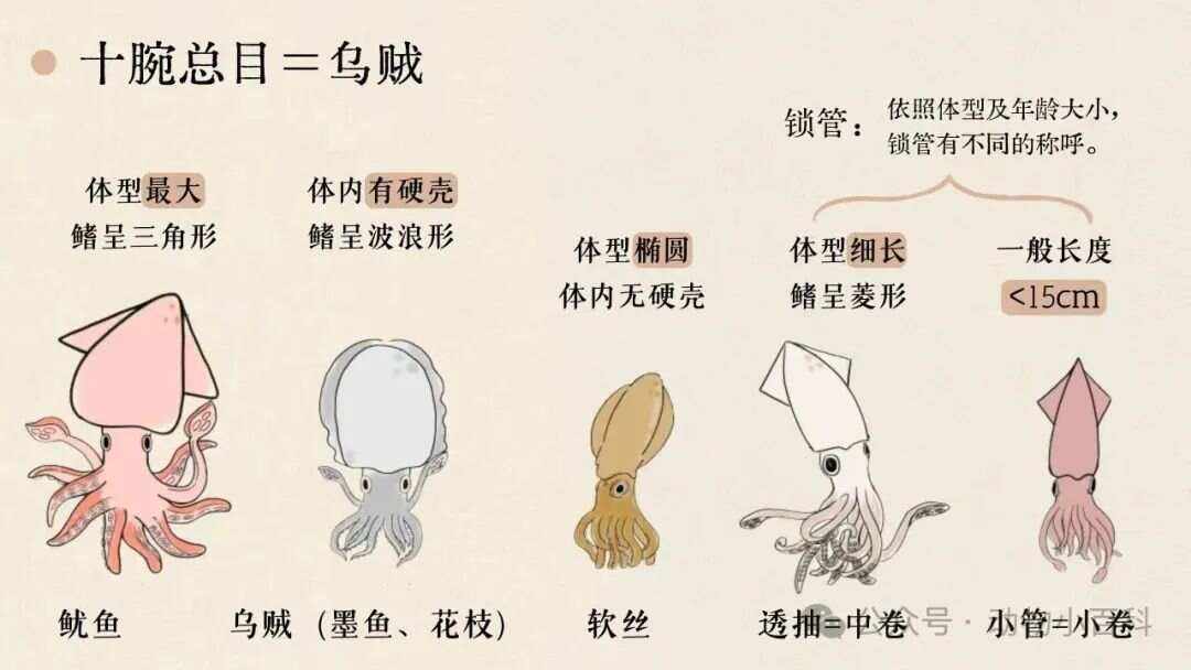 乌贼怎么清洗